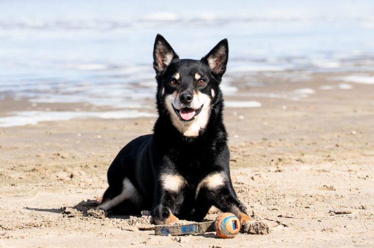Honden Zwarte hond ligt op het strand met een kleurrijk speeltje voor zich.